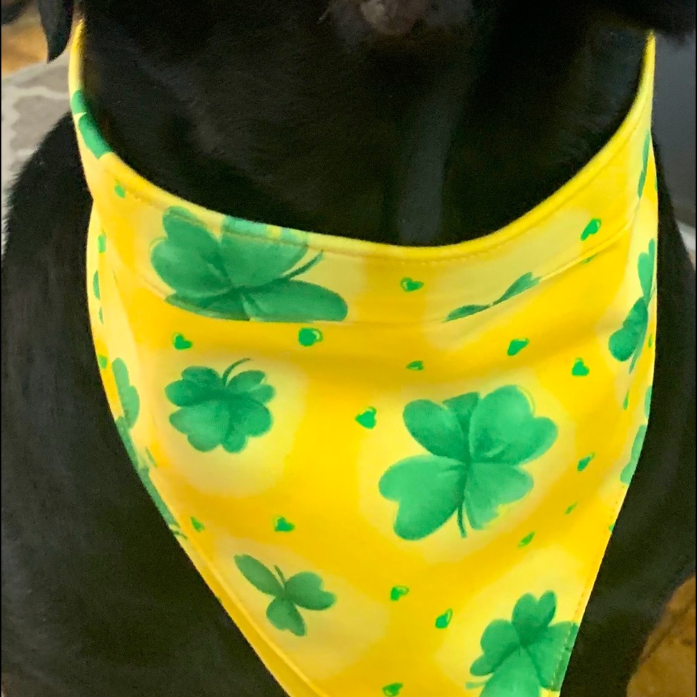 Custom made dog collar & bandanna